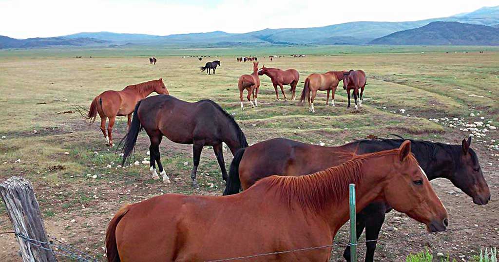 Dude Ranch Horses